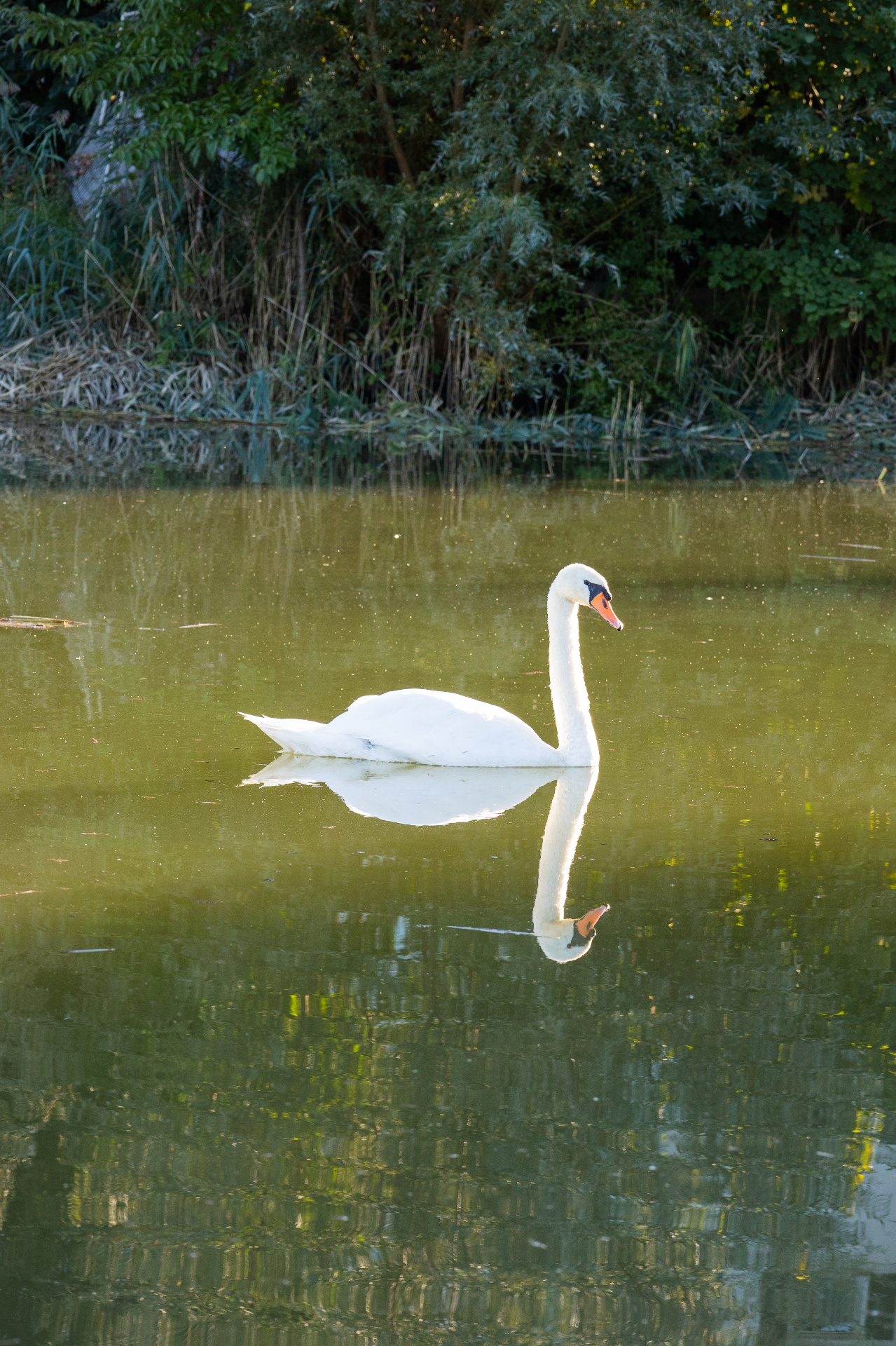 Schwan auf den historischen Karpfenweihern in Trabelsdorf